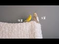 セキセイインコとオカメインコの力関係 おやつを食べ、部屋を飛び回る日常 Cockatiel Budgie vlog
