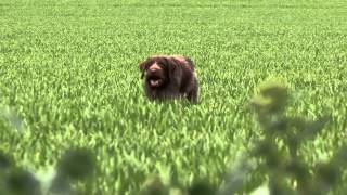 Les fields de Printemps : l'apothéose du chien d'arrêt