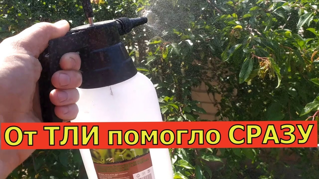 ЗА 1 РАЗ ИЗБАВИЛСЯ ОТ ТЛИ НАВСЕГДА! Я В ШОКЕ, ЭТОТ СПОСОБ РАБОТАЕТ