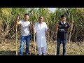 Sugarcane Juice From Sugarcane Farm | Mubashir Saddique | Village Food Secrets