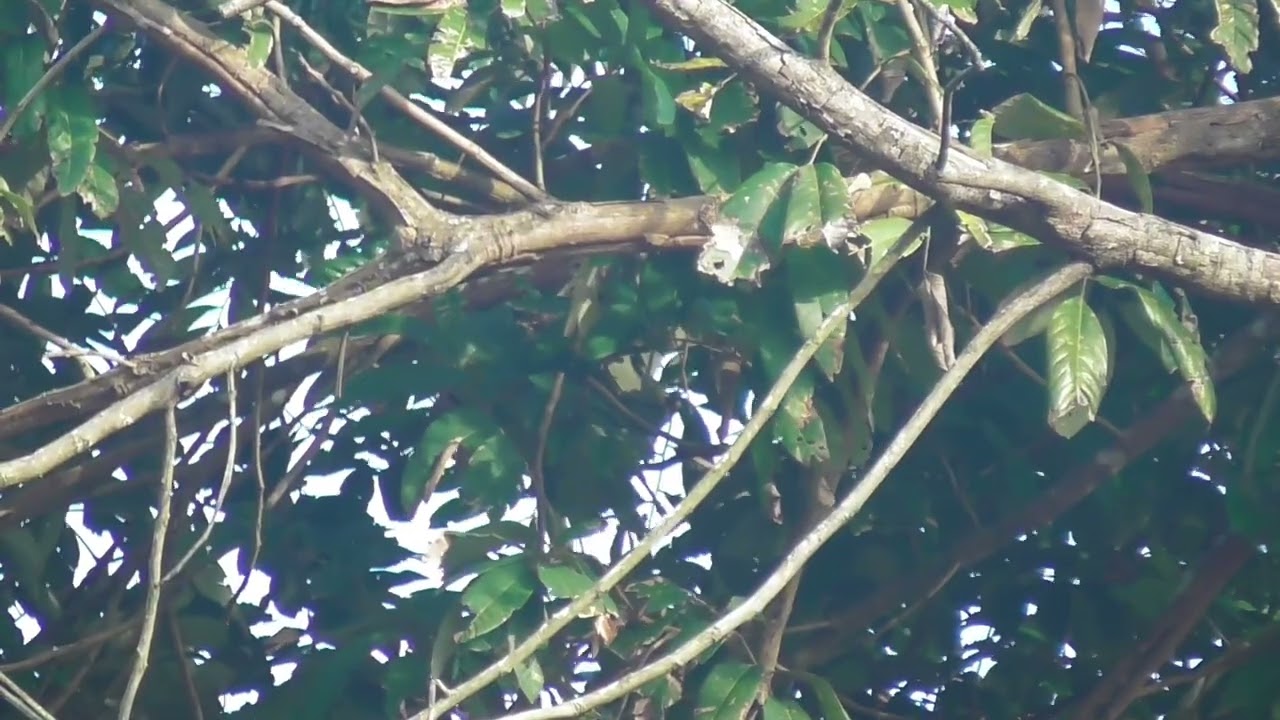 Đồng Chiếc Trâu hạ Thổ Chôm Chôm/ Bẫy cu gáy mồi cây