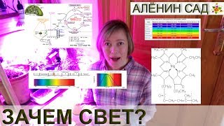 ⁣Зачем растениям свет / Что такое фотосинтез / Фитолампы и фитоспектр