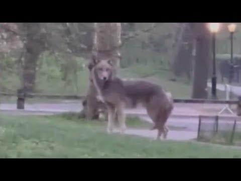 Large Coyote Spotted In Central Park