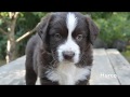 Puppies in their afternoon SNOOZE! Eugene Oregon Miniature Australian Shepherd Puppies for Sale Puppies in their afternoon SNOOZE! Eugene Oregon Miniature Australian Shepherd Puppies for Sale
