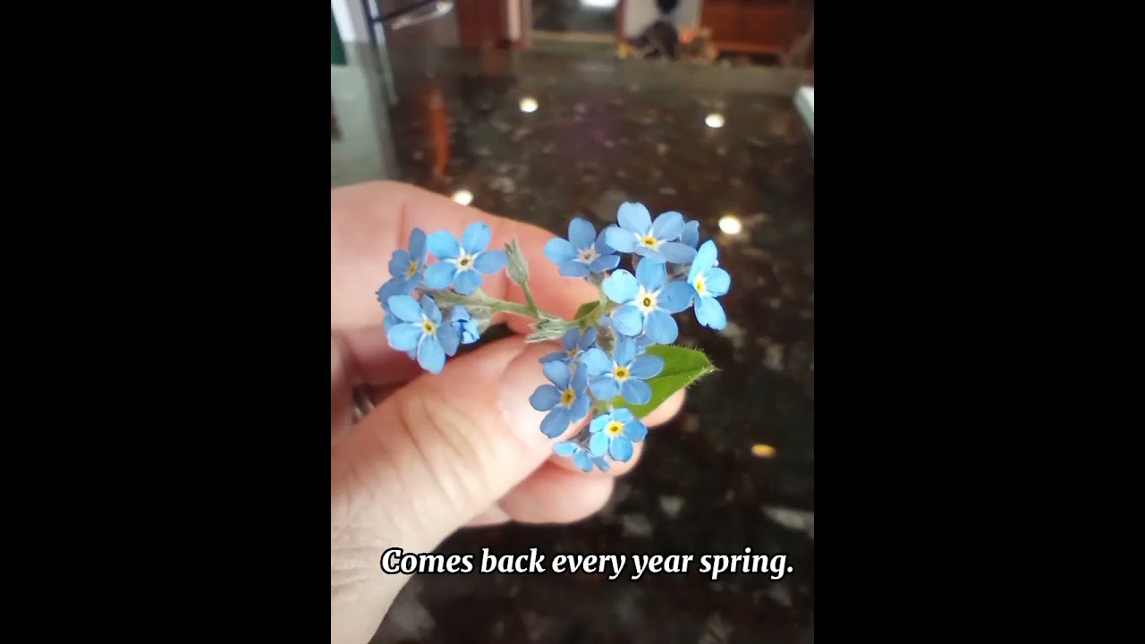 Forget-me-nots: a must have for spring gardens 