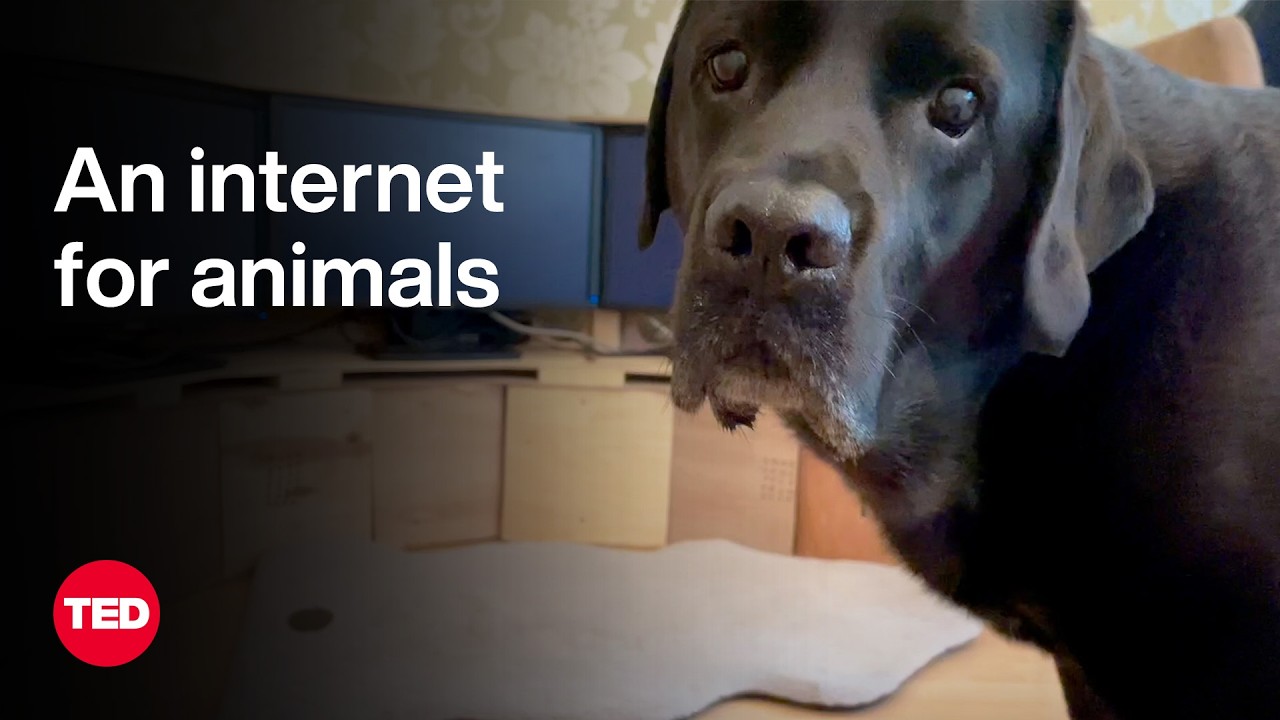 What Transpires When Your Dog Goes Online | Ilyena Hirskyj-Douglas | TED – Video What Transpires When Your Dog Goes Online | Ilyena Hirskyj-Douglas | TED – Video