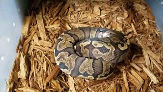 Famous 2017 reptile collection tour part 1 Wealth