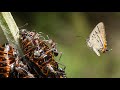 Why are these Butterflies &amp; Ants attracted to each other?!  What is Myrmecophily?