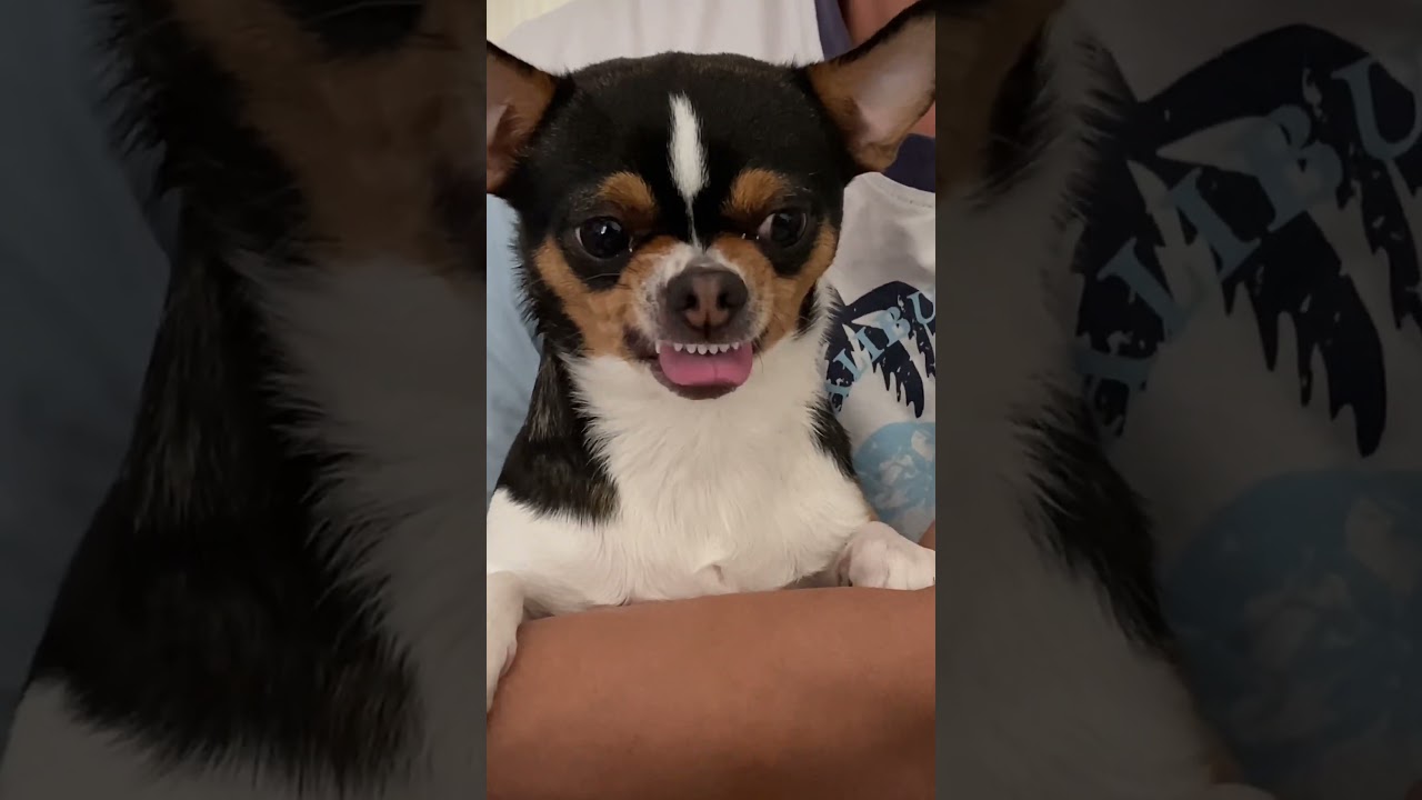 Don’t touch it!!? #angrydog but #cute #dog #doglovers #chihuahua mix #smalldog #short