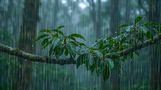 End Stress & Drift Off to Sleep with Relaxing Rain Sounds on Forest Leaves | Deep Sleep Therapy