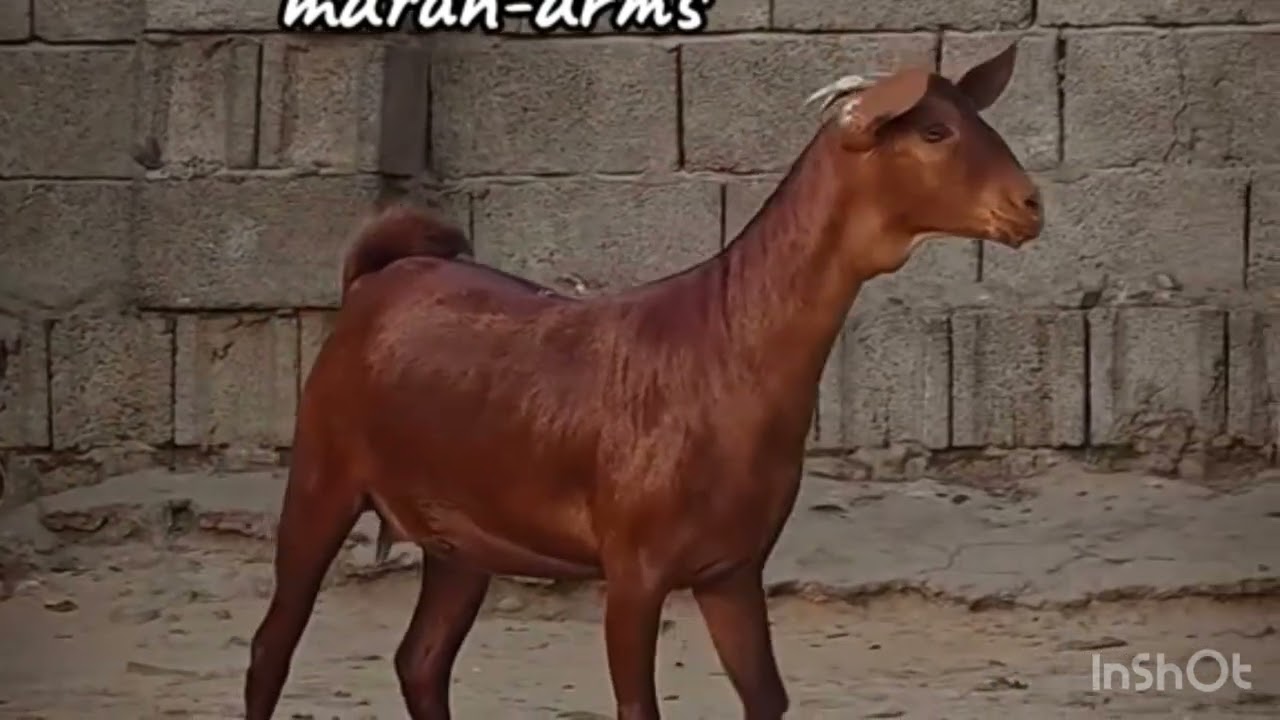 مراحات متنوعه دهم ووشح 