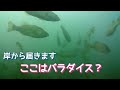 【琵琶湖の水中動画】とんでもないパラダイスかも！岸から届く場所にバスがたくさん居た！