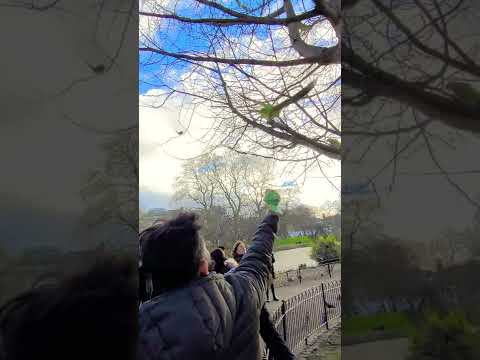 Видео: Има ли папагали в Лондон?
