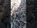 Гортензии просыпаются💚🤎#гортензия#алтай#сад