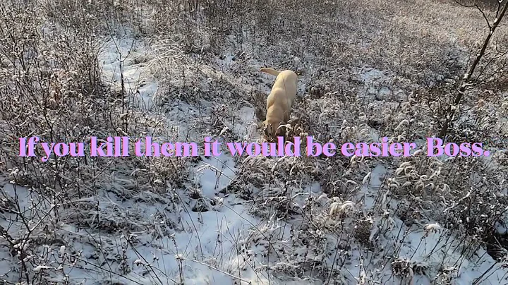 First snow WI public