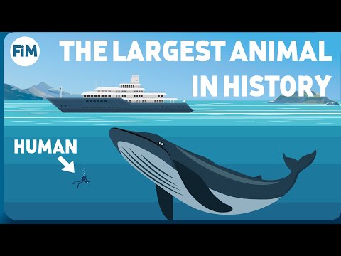 Video: The heaviest animal in the world. How much do blue whale, elephant and hippo weigh