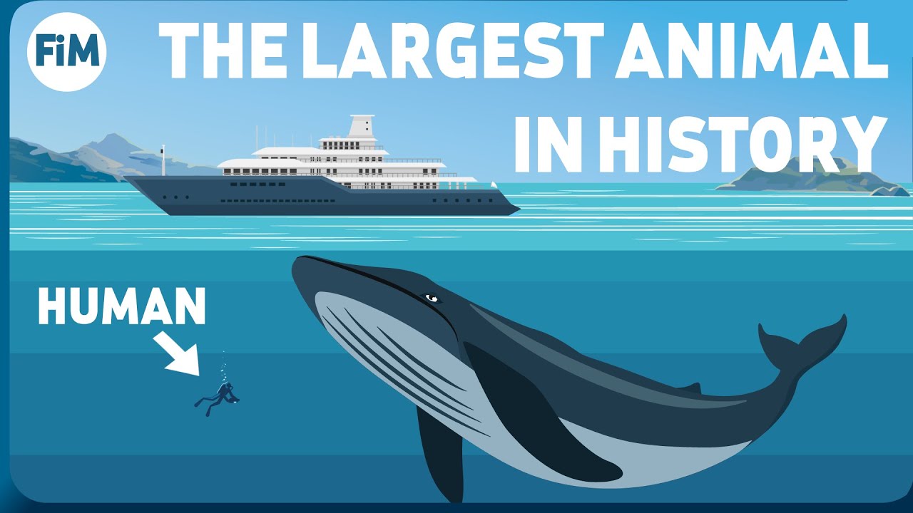 Whales By Size Chart