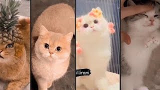 cat and cute 😍 💕 kitten 😸 😍 videos