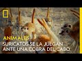 Estos suricatos se la juegan ante el ataque de una cobra del cabo | NATIONAL GEOGRAPHIC ESPAÑA