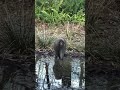 Japanese Monkeys Teenagers Foraging In Water!