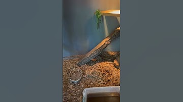 Albino monitor breeding update!