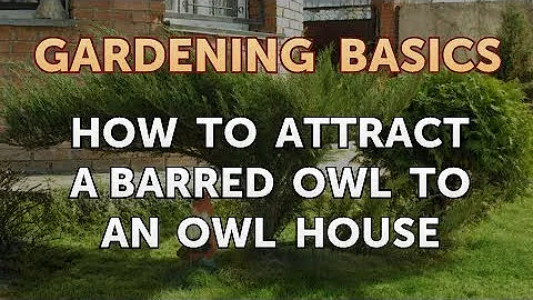 How to Attract a Barred Owl to an Owl House