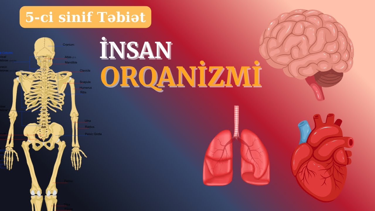 5-ci sinif Təbiət🍀İnsan Orqanizmi 🫀 #monitorinq 