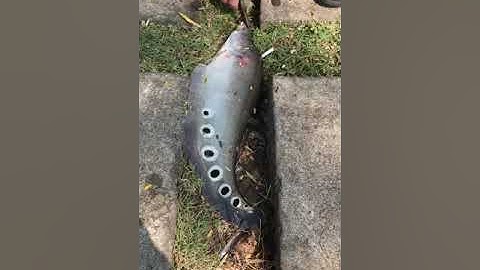 "Sát thủ" cá nàng 2 tại CV Lê Thị Riêng | @nhipsongsaigonchannel