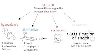 Classification of shock - Vet students