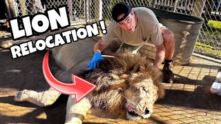 RELOCATING LION PRIDE ! WHAT HAPPENED TO MAX ?! by Landon Scherr 101,313 views 4 months ago 9 minutes, 38 seconds