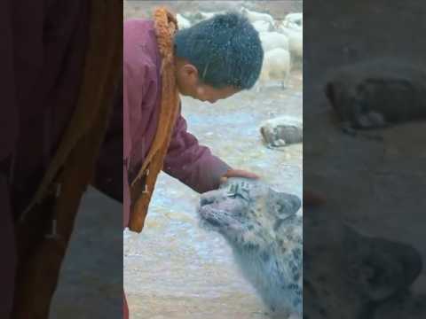 Buddhism means Love, peace and Compassion || Teaser of Snow leopard 2024 #love #compassion #peace