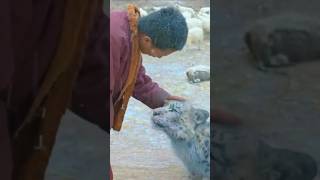 Buddhism means Love, peace and Compassion || Teaser of Snow leopard 2024 #love #compassion #peace