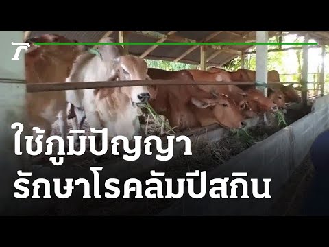 วีดีโอ: โรคเปื่อยของต้นพลัม – การรักษาอาการต้นบ๊วยจากแบคทีเรีย