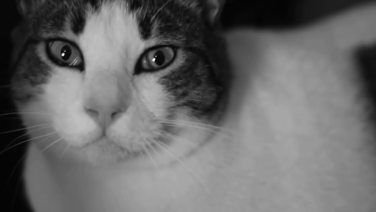 Selim Işık ft. Gürkan Ünlükök - Çöpçüler (Erkin Koray Cover)