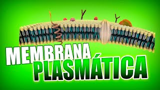 MEMBRANA PLASMÁTICA?‍?: estructura, modelo de mosaico fluido y renovación  | Biología humana - YouTube