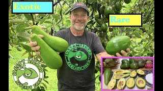 Exotic Avocado Varieties You Can Grow at Home