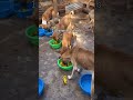 Your support towards dogs dogs