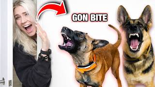 Belgian Malinois Hunts Me