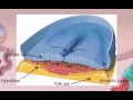Chapter 29 Embryogenesis