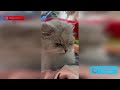 Смешное видео о кошках и собаках (shorts видео)