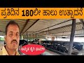 Amrutha Dairy Farm ! CHALLAKERE !  Daily Earning 5580rs! #dairyfarmig #ಹಸುಸಾಕಾಣಿಕೆ