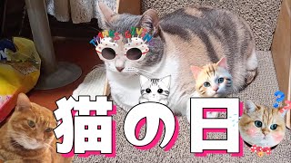猫の日にどうでもいい動画をあげてみたのは自己満足のためです（笑） by cute0809 151 views 1 month ago 2 minutes, 25 seconds