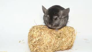 Funny chinchilla