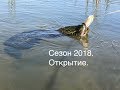 Змееголов. Открытие сезона 2018 года / Snakehead. Openning 2018th year season.