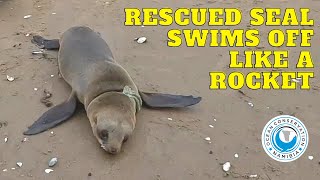 Rescued Seal Swims Off Like A Rocket