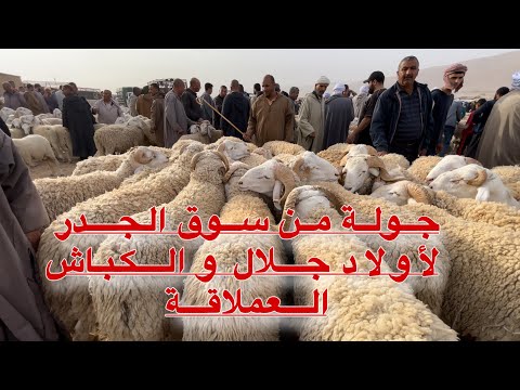 كباش ورخلات أولاد جلال الأصيلة و العملاقة تصنع الحدث من سوق الولاية سوق الجدر لمدينة أولاد جلال