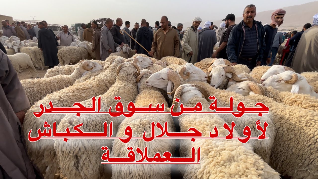 كباش ورخلات أولاد جلال الأصيلة و العملاقة تصنع الحدث من سوق الولاية / سوق الجدر لمدينة أولاد جلال 🐏