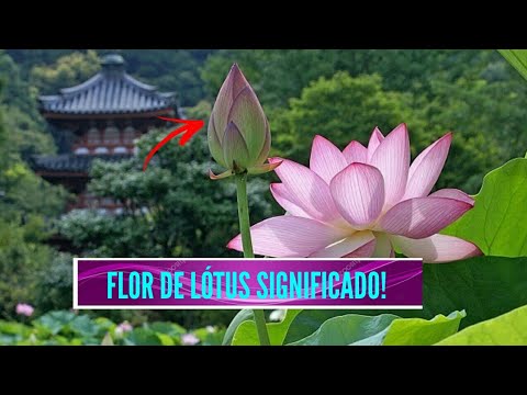 Vídeo: O que uma flor de lótus simboliza?