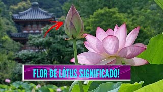 Qual o significado da flor de lótus preta?
