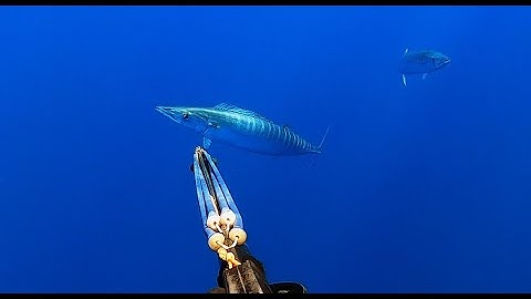 Waho Series 2 , catching wahoo with wahoo-tail